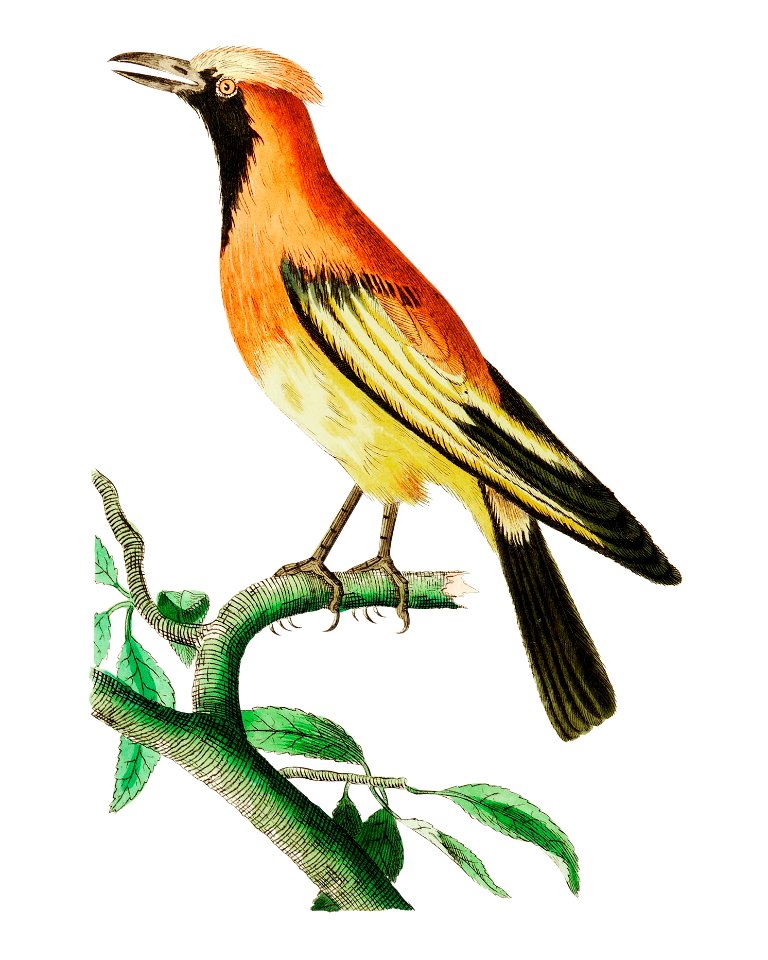 Orange Paradise Bird or Golden Bird of Paradise illustration from The Naturalist's Miscellany (1789-1813) by George Shaw (1751-1813). Free illustration for personal and commercial use.