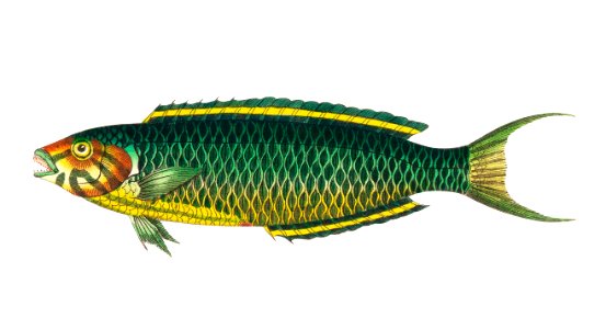Illustration of green-yellow fish from The Naturalist's Miscellany (1789-1813) by George Shaw (1751-1813). Free illustration for personal and commercial use.