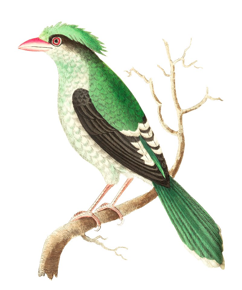 Chinese roller or Green roller illustration from The Naturalist's Miscellany (1789-1813) by George Shaw (1751-1813)