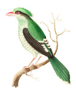 Chinese roller or Green roller illustration from The Naturalist's Miscellany (1789-1813) by George Shaw (1751-1813). Free illustration for personal and commercial use.