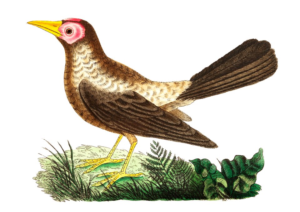 Bald Grakle illustration from The Naturalist's Miscellany (1789-1813) by George Shaw (1751-1813)