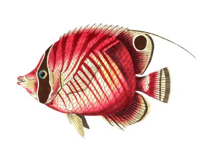 Red striped chaetodon or Yellowish chaetodon illustration from The Naturalist's Miscellany (1789-1813) by George Shaw (1751-1813). Free illustration for personal and commercial use.