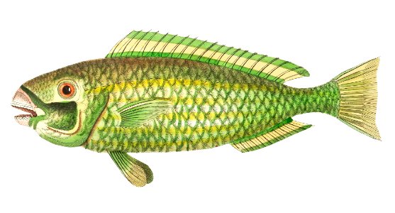 Green scarus illustration from The Naturalist's Miscellany (1789-1813) by George Shaw (1751-1813). Free illustration for personal and commercial use.