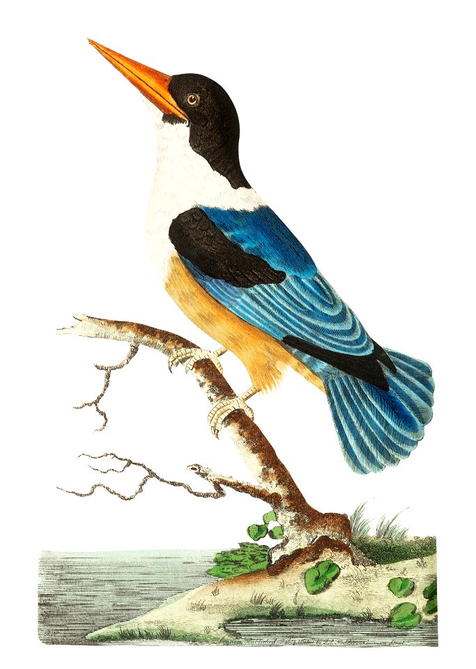 Black-capped kingfisher or Violet-blue kingfisher illustration from The Naturalist's Miscellany (1789-1813) by George Shaw (1751-1813)