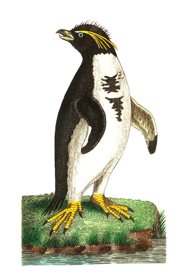 Crested penguin illustration from The Naturalist's Miscellany (1789-1813) by George Shaw (1751-1813).