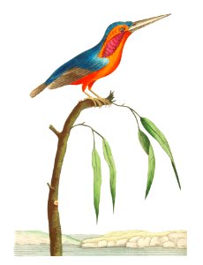 Minute Kingfisher illustration from The Naturalist's Miscellany (1789-1813) by George Shaw (1751-1813)