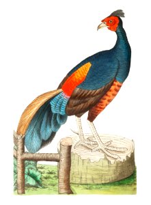 Fire-backed pheasant or Black pheasant illustration from The Naturalist's Miscellany (1789-1813) by George Shaw (1751-1813). Free illustration for personal and commercial use.