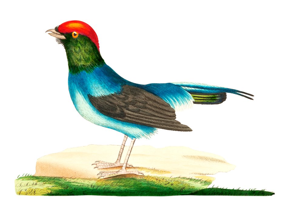 Long-tailed manakin illustration from The Naturalist's Miscellany (1789-1813) by George Shaw (1751-1813)