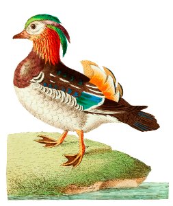 Chinese Teal or Mandarin Duck illustration from The Naturalist's Miscellany (1789-1813) by George Shaw (1751-1813). Free illustration for personal and commercial use.