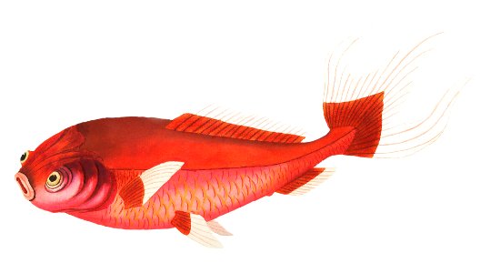 Telescope carp, Scarlet carp or Goggled-eyed carp illustration from The Naturalist's Miscellany (1789-1813) by George Shaw (1751-1813)