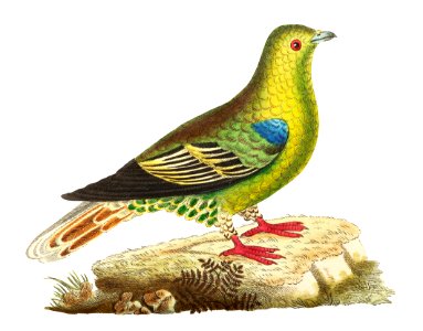 Madagascar pigeon or Green pigeon illustration from The Naturalist's Miscellany (1789-1813) by George Shaw (1751-1813)