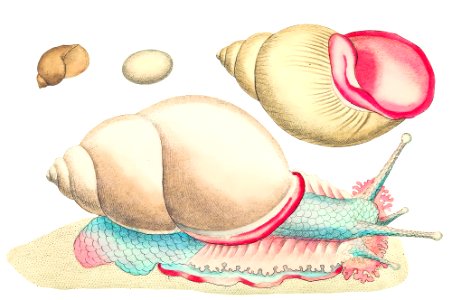 Occidental Bulla or Rofe-lipped snail illustration from The Naturalist's Miscellany (1789-1813) by George Shaw (1751-1813)
