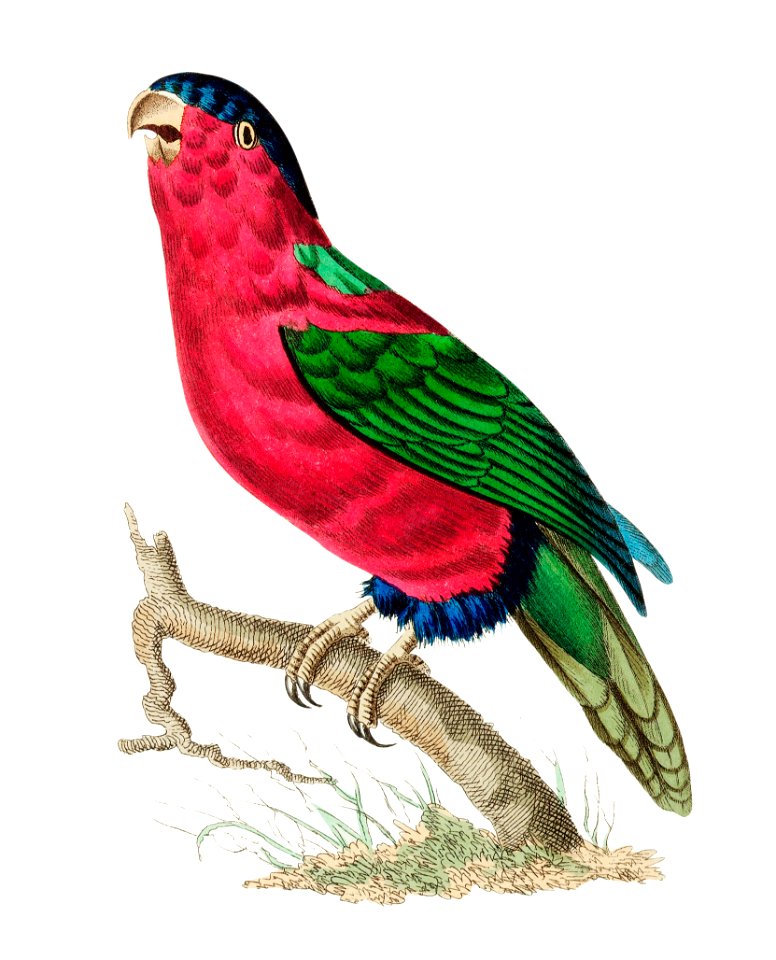 Vaillantian Parrakeet or Crimson Parrakeet illustration from The Naturalist's Miscellany (1789-1813) by George Shaw (1751-1813)