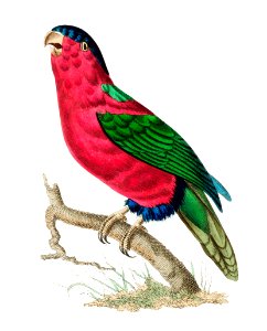 Vaillantian Parrakeet or Crimson Parrakeet illustration from The Naturalist's Miscellany (1789-1813) by George Shaw (1751-1813). Free illustration for personal and commercial use.