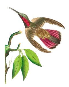 Purple-tailed Hummingbird illustration from The Naturalist's Miscellany (1789-1813) by George Shaw (1751-1813). Free illustration for personal and commercial use.