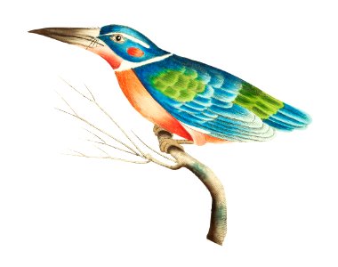 White-collared kingfisher or Blue kingfisher illustration from The Naturalist's Miscellany (1789-1813) by George Shaw (1751-1813). Free illustration for personal and commercial use.