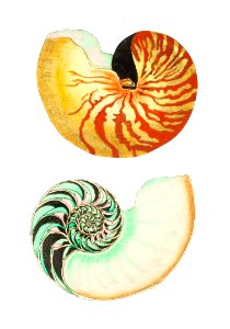 Great nautilus or Whitish nautilus illustration from The Naturalist's Miscellany (1789-1813) by George Shaw (1751-1813). Free illustration for personal and commercial use.