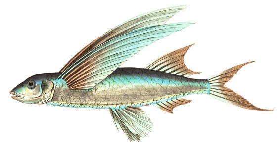 Middle-finned Flyingfish illustration from The Naturalist's Miscellany (1789-1813) by George Shaw (1751-1813). Free illustration for personal and commercial use.