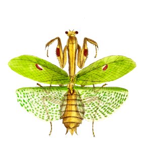 Sacred mantis or Idol mantis illustration from The Naturalist's Miscellany (1789-1813) by George Shaw (1751-1813). Free illustration for personal and commercial use.