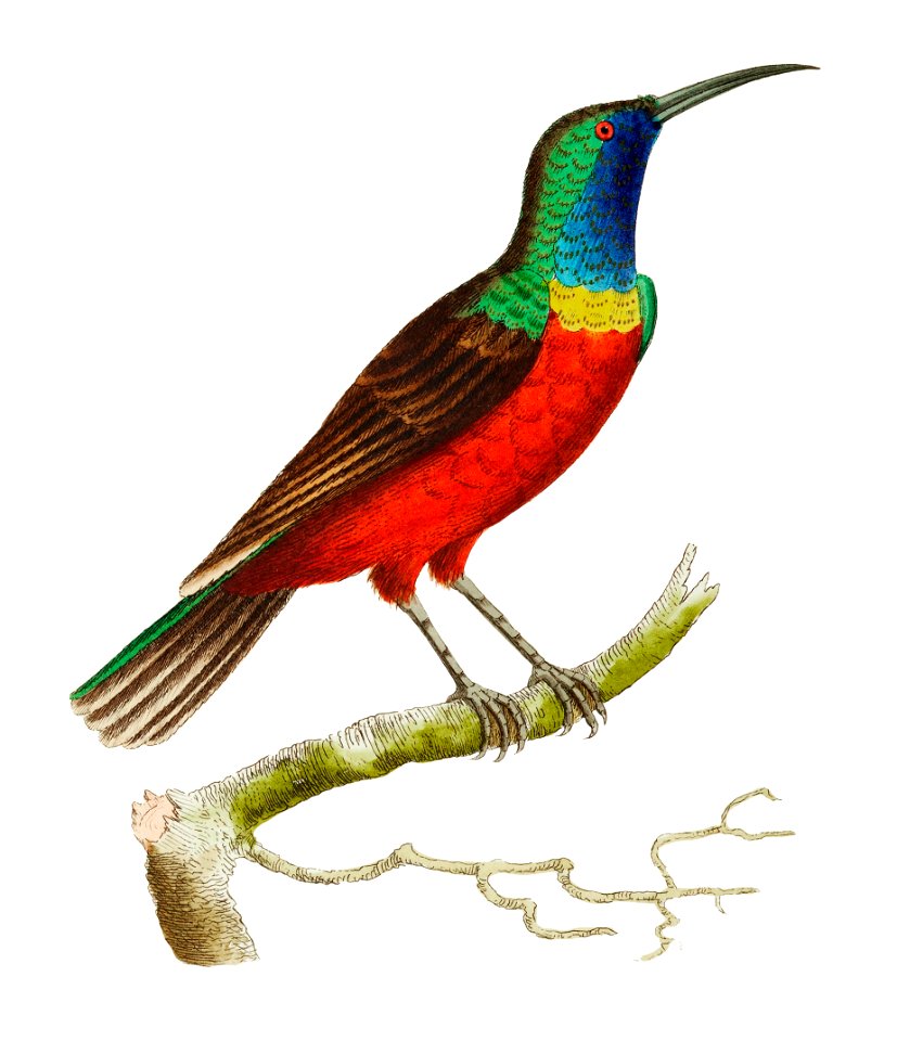 Superb Creeper or Gold-green Creeper illustration from The Naturalist's Miscellany (1789-1813) by George Shaw (1751-1813)
