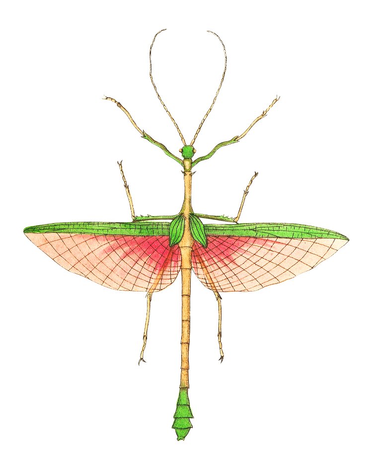 Two-spined mantis illustration from The Naturalist's Miscellany (1789-1813) by George Shaw (1751-1813)