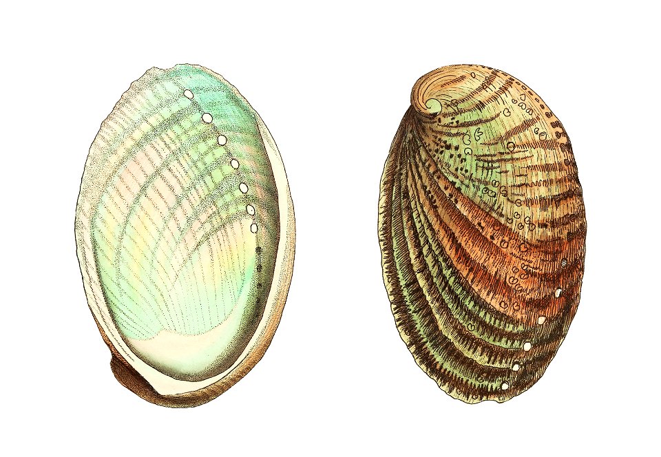 Tuberculated haliotis or Ear-shell illustration from The Naturalist's Miscellany (1789-1813) by George Shaw (1751-1813). Free illustration for personal and commercial use.