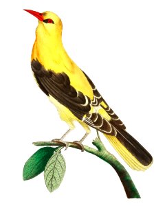 Golden Oriole or Golden thrush illustration from The Naturalist's Miscellany (1789-1813) by George Shaw (1751-1813). Free illustration for personal and commercial use.