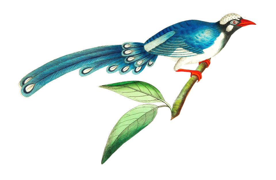 Chinese cuckoo or long-tailed blue cuckoo illustration from The Naturalist's Miscellany (1789-1813) by George Shaw (1751-1813)