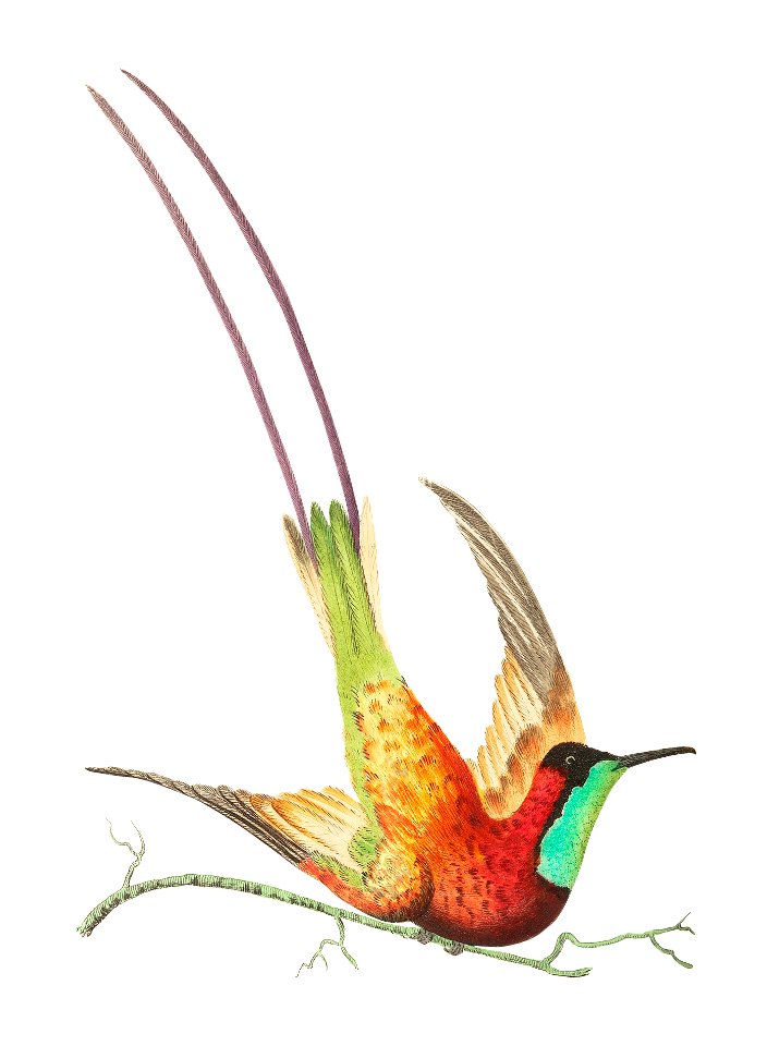 Topaz-throated hummingbird or Long-tailed red hummingbird illustration from The Naturalist's Miscellany (1789-1813) by George Shaw (1751-1813)