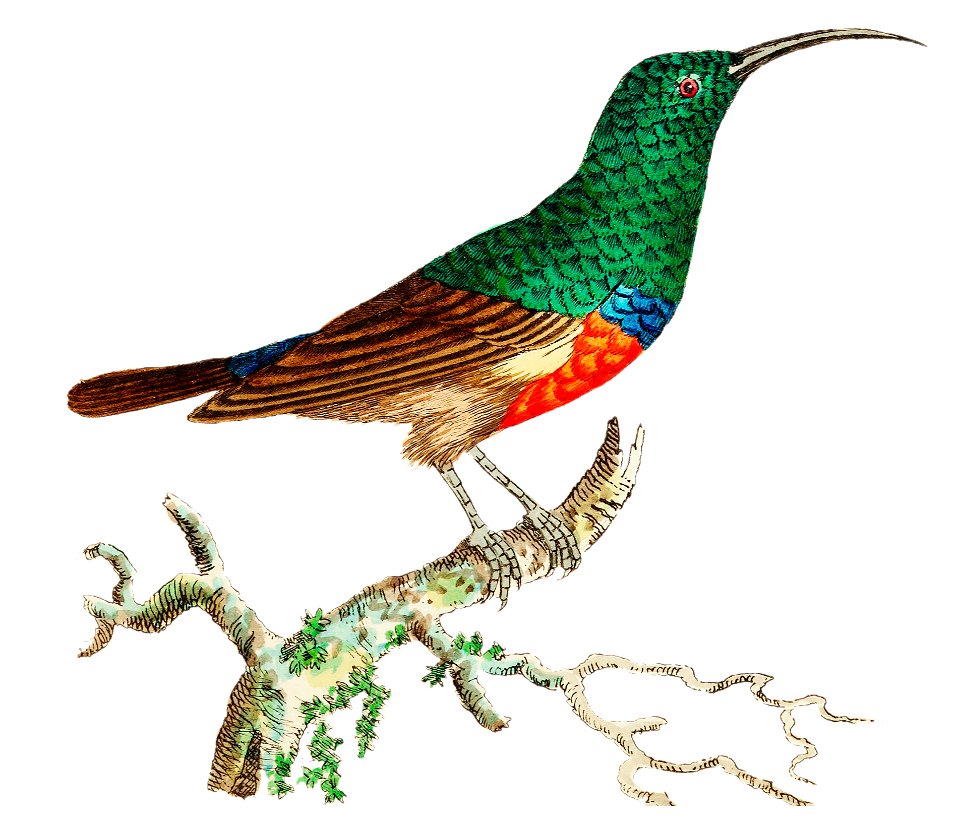 Red-bellied Creeper or Gold-green Creeper illustration from The Naturalist's Miscellany (1789-1813) by George Shaw (1751-1813)