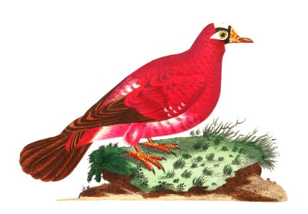 Crimson pigeon illustration from The Naturalist's Miscellany (1789-1813) by George Shaw (1751-1813)