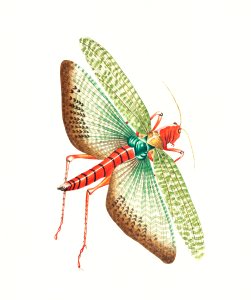 Egyptian locust illustration from The Naturalist's Miscellany (1789-1813) by George Shaw (1751-1813). Free illustration for personal and commercial use.