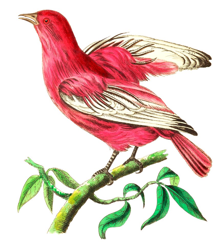 Pompadour Chatterer or Purple Chatterer illustration from The Naturalist's Miscellany (1789-1813) by George Shaw (1751-1813)