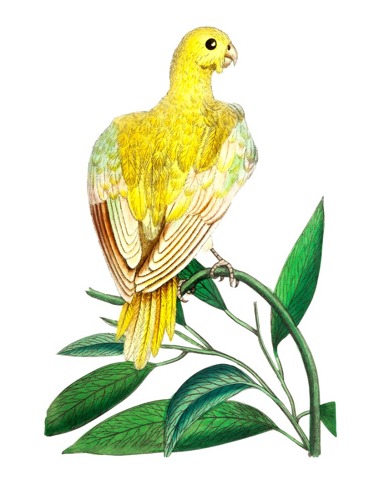 Pale parrakeet illustration from The Naturalist's Miscellany (1789-1813) by George Shaw (1751-1813)