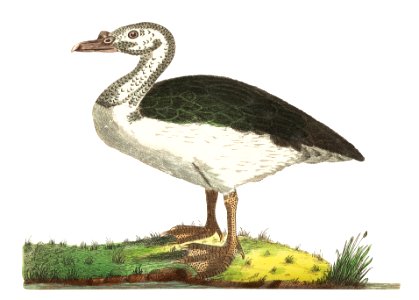 Black-backed goose illustration from The Naturalist's Miscellany (1789-1813) by George Shaw (1751-1813). Free illustration for personal and commercial use.