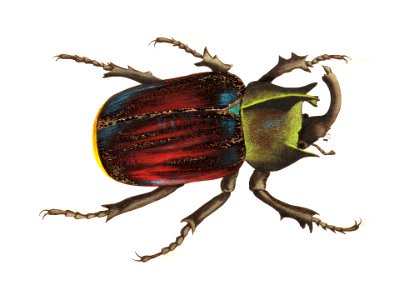 Typhon or Black scutellated Beetle illustration from The Naturalist's Miscellany (1789-1813) by George Shaw (1751-1813). Free illustration for personal and commercial use.