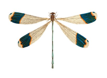 Blue-tipped Dragonfly illustration from The Naturalist's Miscellany (1789-1813) by George Shaw (1751-1813). Free illustration for personal and commercial use.