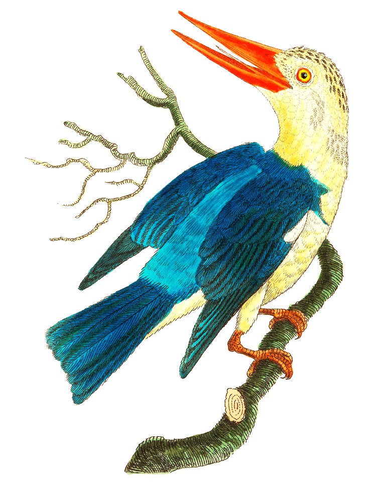White-headed Kingfisher or Blue-green Kingfisher illustration from The Naturalist's Miscellany (1789-1813) by George Shaw (1751-1813)