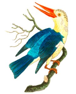 White-headed Kingfisher or Blue-green Kingfisher illustration from The Naturalist's Miscellany (1789-1813) by George Shaw (1751-1813)