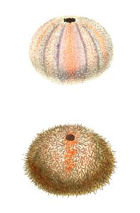 Esculent echinus or sea urchin illustration from The Naturalist's Miscellany (1789-1813) by George Shaw (1751-1813). Free illustration for personal and commercial use.