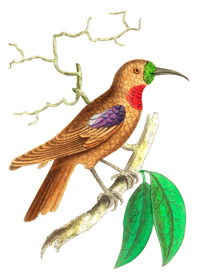 Purple-throated Creeper illustration from The Naturalist's Miscellany (1789-1813) by George Shaw (1751-1813)
