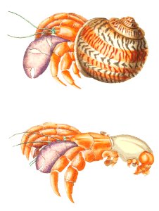 Diogenes crab illustration from The Naturalist's Miscellany (1789-1813) by George Shaw (1751-1813)