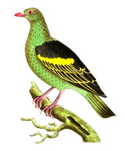 Aromatic Pigeon or Olive-green Pigeon illustration from The Naturalist's Miscellany (1789-1813) by George Shaw (1751-1813). Free illustration for personal and commercial use.
