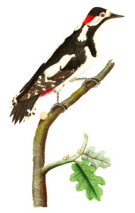 Greater spotted wood-pecker illustration from The Naturalist's Miscellany (1789-1813) by George Shaw (1751-1813). Free illustration for personal and commercial use.