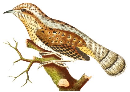 Wryneck illustration from The Naturalist's Miscellany (1789-1813) by George Shaw (1751-1813)