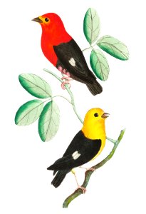 Red manakin and Black manakin illustration from The Naturalist's Miscellany (1789-1813) by George Shaw (1751-1813). Free illustration for personal and commercial use.