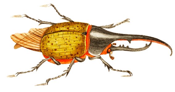 Hercules beetle illustration from The Naturalist's Miscellany (1789-1813) by George Shaw (1751-1813).. Free illustration for personal and commercial use.