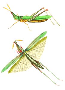 Long-fronted Locust or Green Locust illustration from The Naturalist's Miscellany (1789-1813) by George Shaw (1751-1813). Free illustration for personal and commercial use.