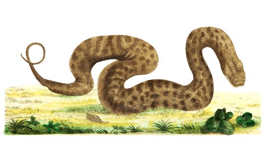 Arcochordus or Warted snake illustration from The Naturalist's Miscellany (1789-1813) by George Shaw (1751-1813).