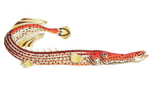 Chinese Fistularia or Chinese Trumpet-fish illustration from The Naturalist's Miscellany (1789-1813) by George Shaw (1751-1813). Free illustration for personal and commercial use.